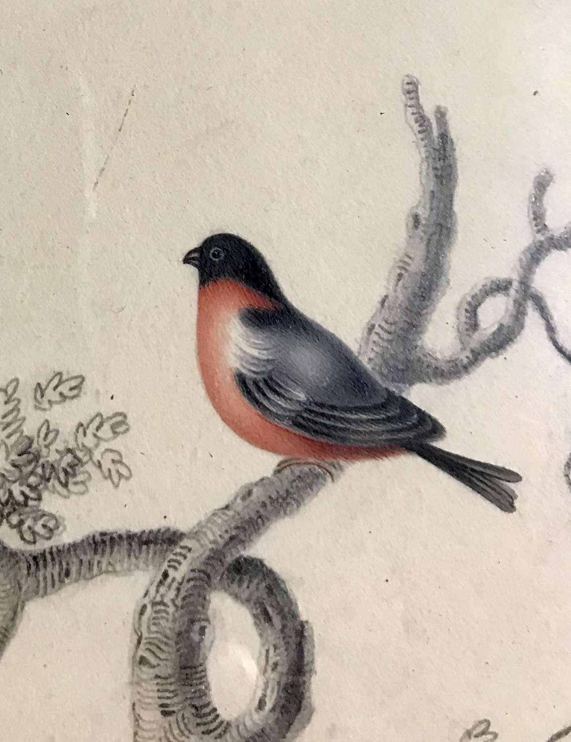 19th c. watercolour - red breasted bird
